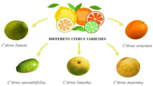 Add a chart comparing citrus-based remedies (lemon, orange, grapefruit) for ant control.