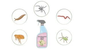 step-by-step diagram for applying diatomaceous earth